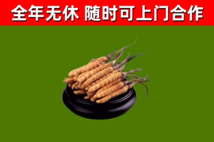 文水烟酒回收冬虫夏草.jpg