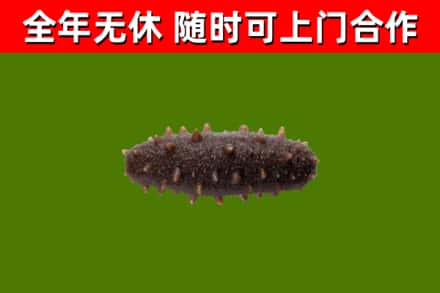 文水回收海参干